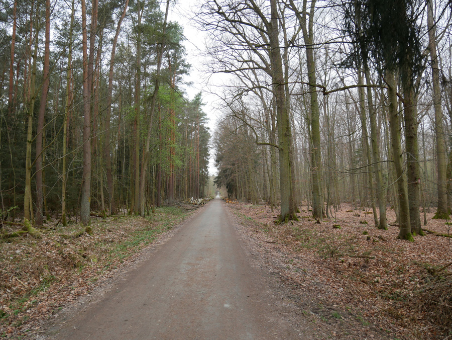 Groß-Zimmerner Wald