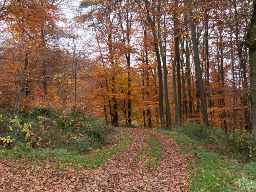 Farben des Novemberwaldes