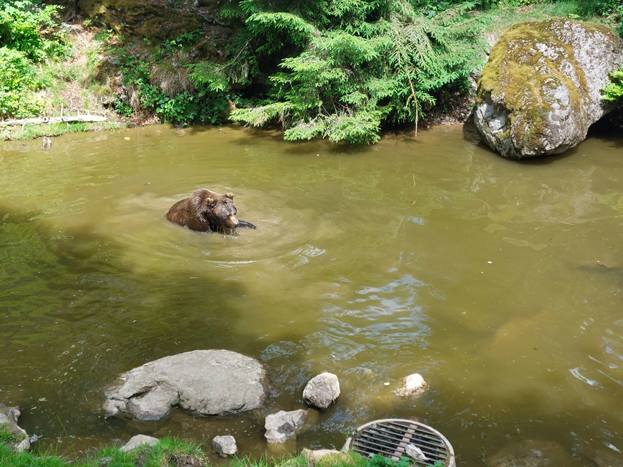 bei-den-Baeren-im_Nationalpark
