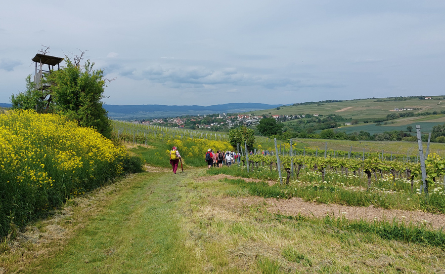 Blick-auf-Ingelheim