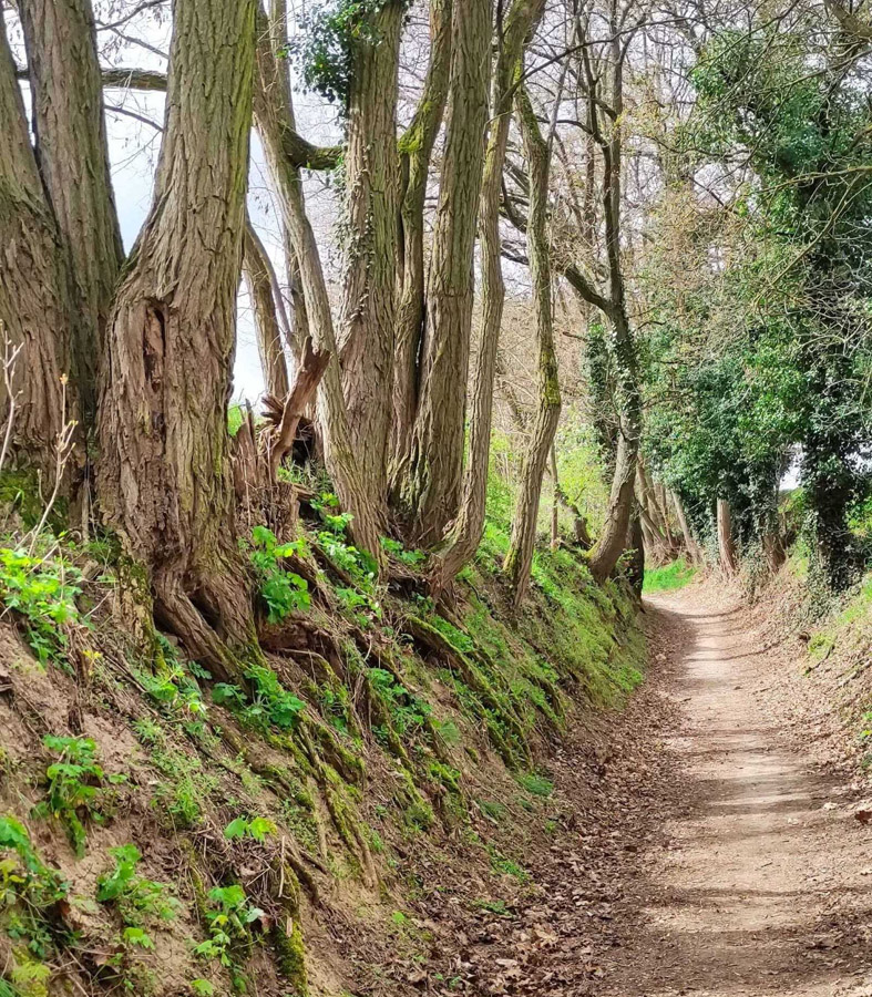 Wildromantischer-Hohlweg