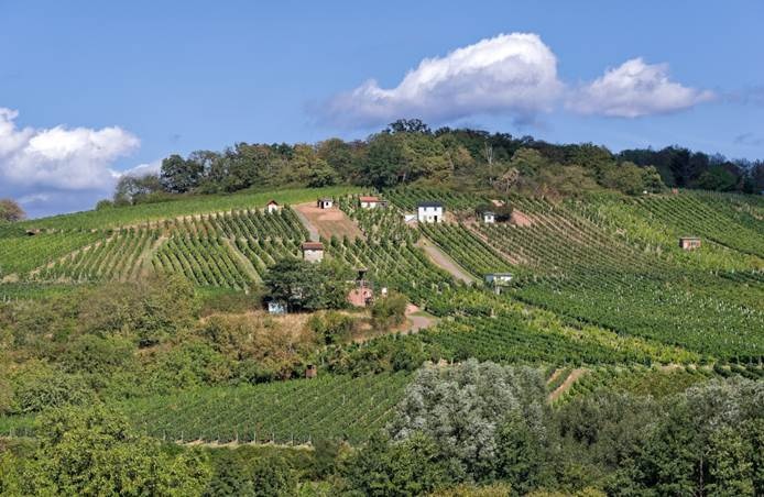 Weinlage-Herrnberg
