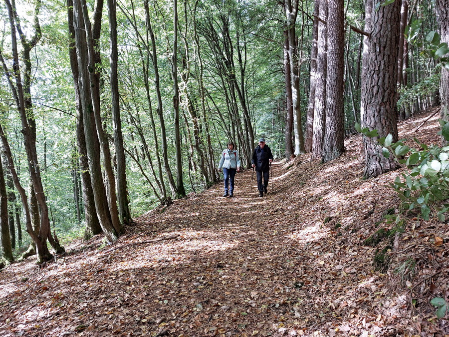 waldweg-sonnendurchflutet_1 waldweg-sonnendurchflutet_1