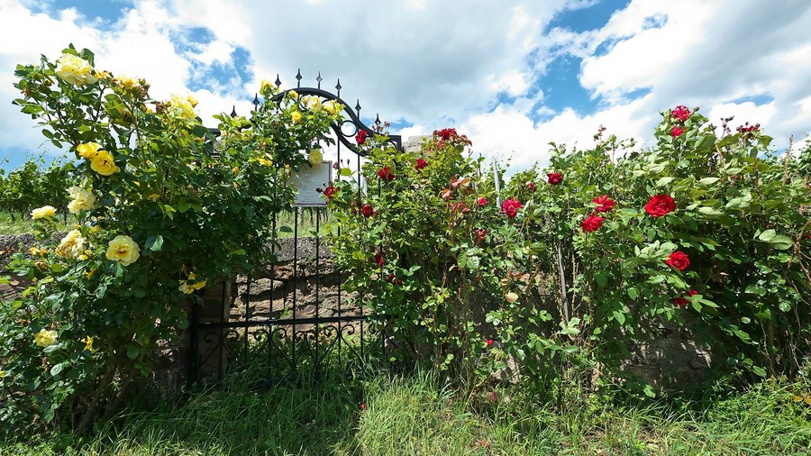 Gartentürchen. Rosen dienen den Weinbauern als Indikatorpflanzen für den Befall mit Mehltau