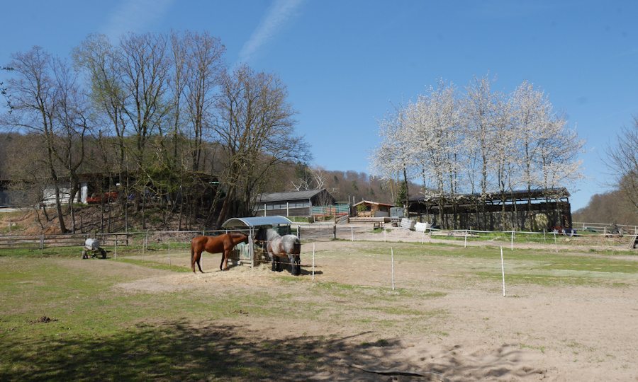 Erlenhof-Pferde.jpg