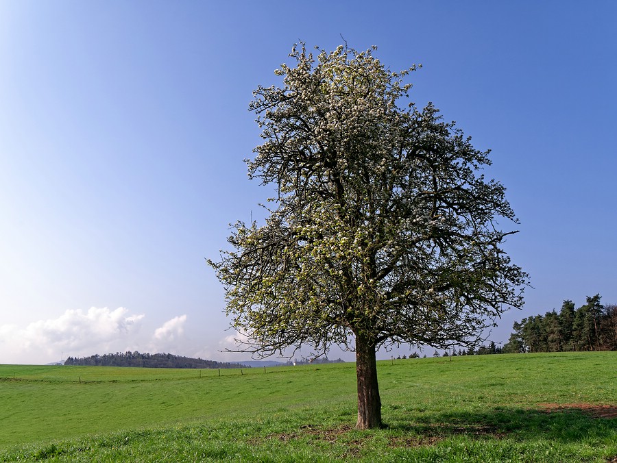 SchlossReich-Apfelbaum.jpg